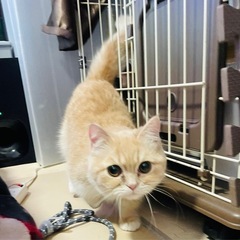 マンチカン　短足