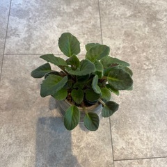 植物　セントポーリア　(鉢付き)の画像