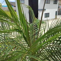 商談中です　フェニックスロベレニーの画像