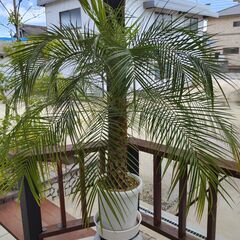 商談中です　フェニックスロベレニーの画像
