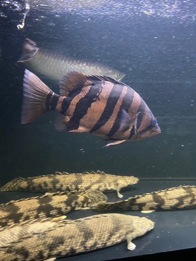 ダトニオプラスワン 30cm オーバー