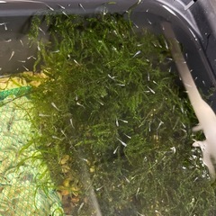 今年最後❣️19匹まとめて200円‼️希少種のメダカ(月華)の稚魚 の画像