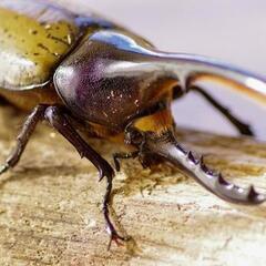 【カンタン作業】自宅でヘラクレスオオカブトを育ててみませんか？