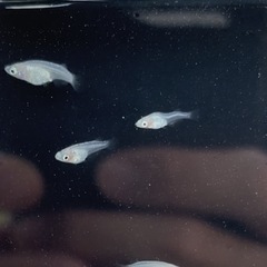 メダカ 紅ほっぺ 稚魚 15匹の画像