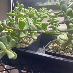 ケラリアピグマエア実生の画像