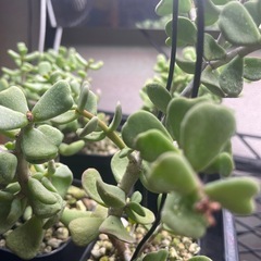 ケラリアピグマエア実生の画像