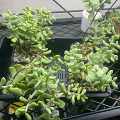 ケラリアピグマエア実生の画像