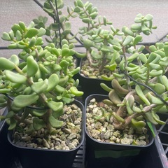 ケラリアピグマエア実生の画像