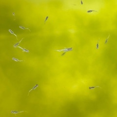 メダカ フロマージュ体外光 稚魚 15匹の画像