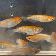 メダカ　王華（紅白ラメ）1♂2♀トリオ　500円の画像