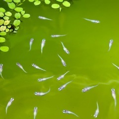 メダカ 夜桜 稚魚 15匹の画像