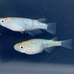 メダカ 夜桜 稚魚 15匹の画像