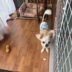 ミックス犬
