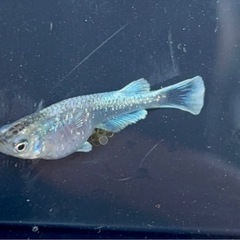 メダカ フロマージュ体外光 稚魚 15匹の画像