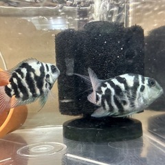【決定済】🐠産卵経験済 ブルータイガーパロット 完全ペア 　1ペア700円 熱帯魚 シクリッド ゼブラパロット  No.03の画像