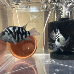 【決定済】🐠産卵経験済 ブルータイガーパロット 完全ペア 　1ペア700円 熱帯魚 シクリッド ゼブラパロット  No.03の画像