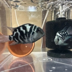 【決定済】🐠産卵経験済 ブルータイガーパロット 完全ペア 　1ペア700円 熱帯魚 シクリッド ゼブラパロット  No.03の画像