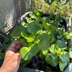 ホテイアオイ(水草)の画像