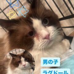 ラグドール