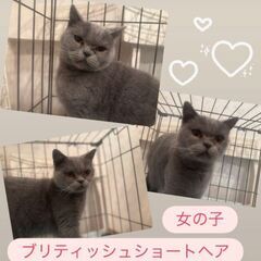 ブリティッシュショートヘア