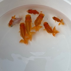 らんちゅう　当歳魚の画像