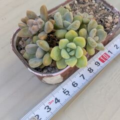 多肉植物セット　の画像