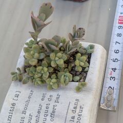 多肉植物セット　の画像