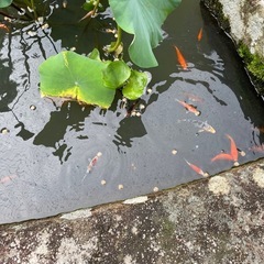 錦鯉の稚魚（３匹　1000円）の画像