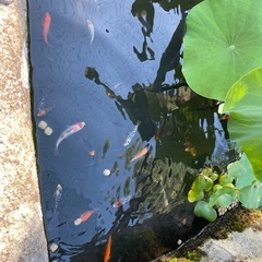 錦鯉の稚魚（３匹　1000円）の画像
