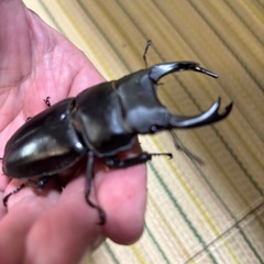 オオクワガタ能勢 SR血統ペアの画像