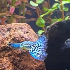 ☘️まだいます☘️ 熱帯魚【計12匹】メタルグラスグッピー ペア♪の画像