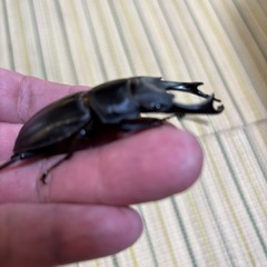 オオクワガタ能勢 S R血統ペア
の画像