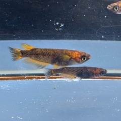 メダカ 心龍🐉1ペア＋メスの画像