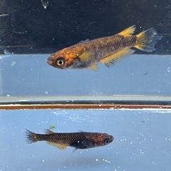 メダカ 心龍🐉1ペア＋メスの画像