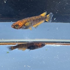 メダカ 心龍🐉1ペア＋メスの画像