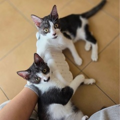 オスの元気な兄弟！会いに来て！