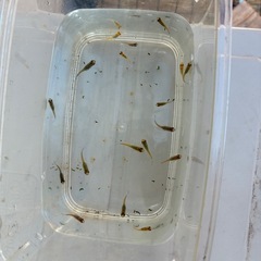 メダカ　夜桜ゴールド　若魚サイズ　5〜10匹程の画像