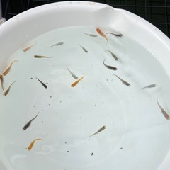 可愛いメダカの画像
