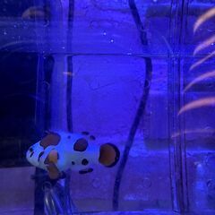 モカストーム　ショートボディ　カクレクマノミの改良品種ですの画像