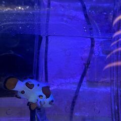 モカストーム　ショートボディ　カクレクマノミの改良品種ですの画像