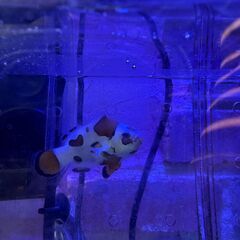 モカストーム　ショートボディ　カクレクマノミの改良品種ですの画像