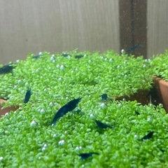 🍀まだあります♪🍀【3POTセット】ADA キューバパールグラス 水草POT🍀の画像