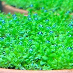 🍀まだあります♪🍀【3POTセット】ADA キューバパールグラス 水草POT🍀の画像