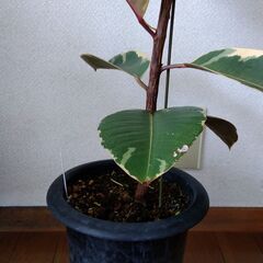 フィカス(ゴムの木)の画像