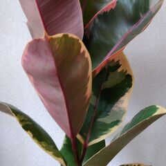 フィカス(ゴムの木)の画像