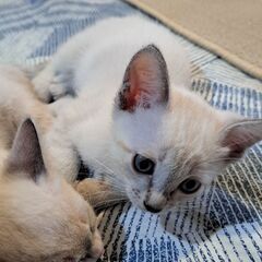 2ヶ月のメス