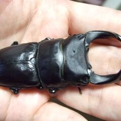 福岡県産オオクワガタ ♂77.3ミリ ♀50.3ミリ ペアの画像