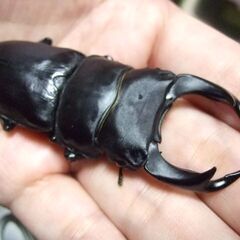 福岡県産オオクワガタ ♂77.3ミリ ♀50.3ミリ ペアの画像