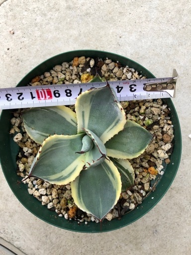 アガベ　パリー　オリザバ