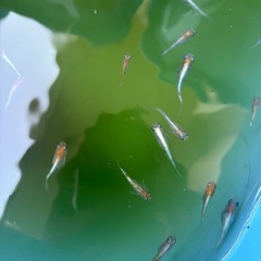 LU04メダカの画像